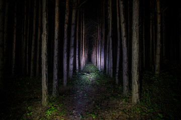 Wall Mural - Beautiful night landscape shot in scary forest. Magical lights sparkling in mysterious pine forest at night.