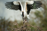 Fototapeta  - Wood Stork, Mycteria americana, Florida, nesting, 