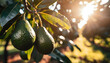 Avocados hanging from tree , warm sunlight