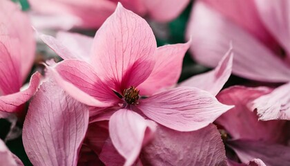 Wall Mural - nature pattern of abstract pink flowers from dry petals petal leaf with natural texture as nature background or wallpaper macro texture floral design minimal flat lay pattern view