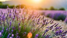 Blooming Lavender Flowers At Sunset In Provence France Macro Image