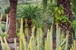Botanical Garden of Icod de los Vinos in Tenerife, Spain	