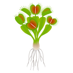 Wall Mural - Venus flytrap plant with roots on a white background.