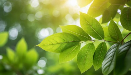 Poster - close up of green leaves with sunlight and bokeh background