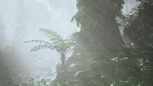 Morning Fog In Dense Tropical Rainforest