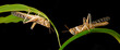 Schistocerca gregaria - the desert locust - food insects