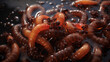 Fresh alive worms in wet background with water. Shot top down view. Photography for a magazine and commercial advertising