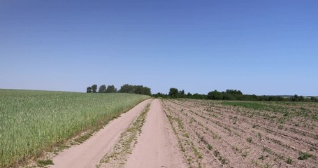 Wall Mural - country road without asphalt in the field, sandy road in the field in the summer