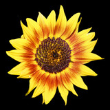 Fototapeta Kwiaty - Sunflower is an annual plant native to the Americas. It possesses a large inflorescence, and its name is derived from the flower's shape and image which is often used to depict the sun