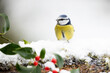 Beautiful blue and yellow Blue Tit (Cyanistes caeruleus) perched on a snowy log with a wintery, white background and red holly berries in the foreground - Yorkshire, UK in Winter