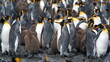 King penguin (Aptenodytes patagonicus) colony with chicks at Salisbury Plain, South Georgia Island