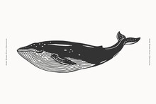 Monochrome Hand-drawn Image Of A Swimming Whale. Ocean Animal On A Light Background. Vector Illustration For Your Design.