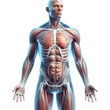 © NS Imagens - Corpo humano
