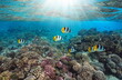 Coral reef with tropical fish and sunlight underwater in the south Pacific ocean, French Polynesia, Rangiroa