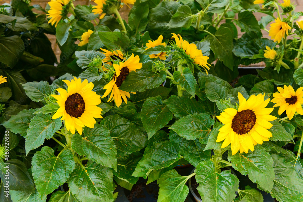 Beautiful sunflowers in flower shop, closeup