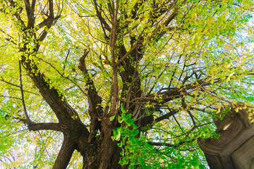 Wall Mural - tree in the forest