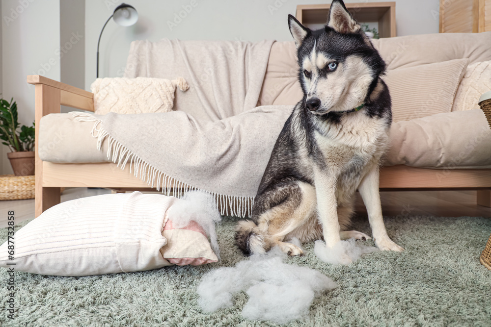 Naughty Husky dog with torn pillow in living room