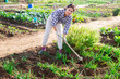 © JackF - Woman of asian appearance working in garden between beds with hoe in hands