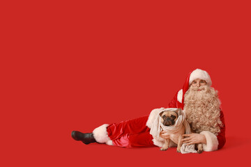 Poster - Santa Claus and French bulldog with scarf on red background