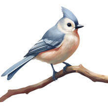 Illustration Of A Tufted Titmouse Songbird Perched On A Tree Branch, Transparent Background (PNG)