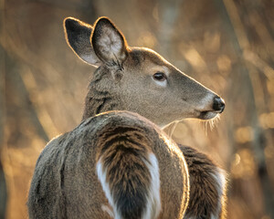 White-tailed Deer close-up profile view of face