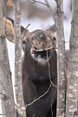 Wall Mural - A young Alaska moose forages for food in the snowy forest.