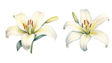 Vector Flower Watercolor Set. Royal White Lilies Branches With Flowers And Leaves, Buds. Flowers On A White Background.