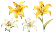 Vector Flower Watercolor Set. Royal White Lilies, Yellow Lilies, Branches With Flowers And Leaves, Buds. Flowers On A White Background.