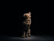 A beautiful gray striped Scottish cat with yellow eyes sits on a dark background. cat head close up Pictures for veterinary clinics Website about cats Focus on a specific point.copy space.