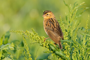 Wall Mural - a female long-tailed widowbird (euplectes progne) perched on a plant, south africa.