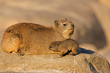 Wall Mural - a rock hyrax (procavia capensis) with small pup basking on a rock, augrabies falls national park, so