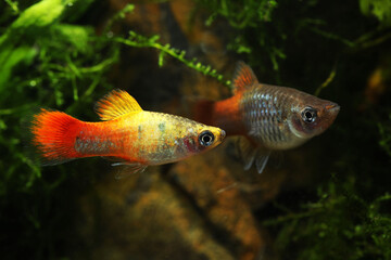 Wall Mural - Pair of Rainbow platy fish (Xiphophorus maculatus) hybrid