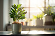 Green Zamioculcas plant in a sunny room