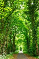 path in the forest