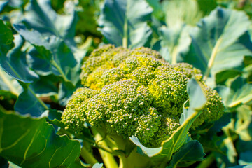 Wall Mural - Fresh young broccoli on a plantation, close-up