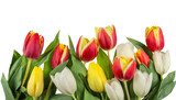 Fototapeta Tulipany - Red, yellow and white tulips isolated on transparent background. AI generated.
