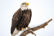 North American bald eagle Haliaeetus leucocephalus perched on an old tree. Cut out and isolated on a white background.