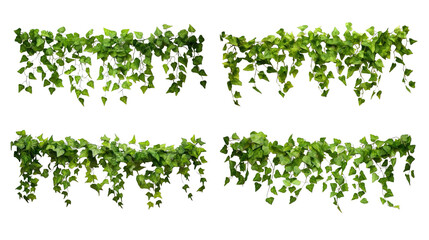 Collection of PNG. Green leaves Javanese treebine or Grape ivy. Jungle vine hanging ivy plant bush isolated on a transparent background.