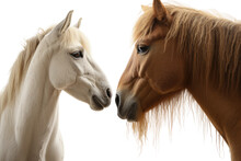 Animal Equine Meeting Horse Curious Neighbor On A White Or Clear Surface PNG Transparent Background