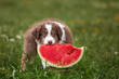 One beautiful, small, fluffy Australian Shepherd puppy eats a red watermelon in the summer on a lawn, clearing. Content for a website, article, pet products.