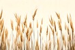 reed isolated on white background-