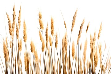 Wall Mural - **reed isolated on white background-