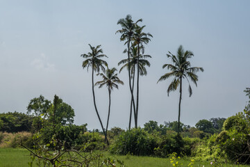 Wall Mural - silhouettes of coconut trees palms against the blue sky of India with sunset