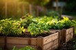 Lush organic vegetable garden in a raised bed, promoting fresh, healthy, and sustainable home cultivation.