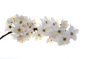 Wall Mural - cherry flowers isolated