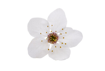 Canvas Print - cherry flowers isolated