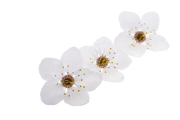 Canvas Print - cherry flowers isolated