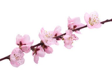 Wall Mural - sakura flowers isolated