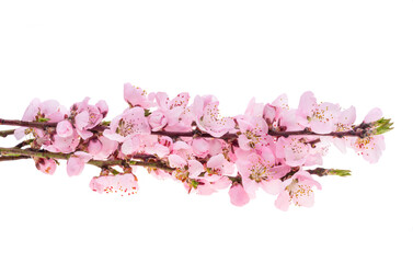 Wall Mural - sakura flowers isolated