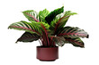 Tropical Tranquility: Embracing the Calathea Plant isolated on transparent background